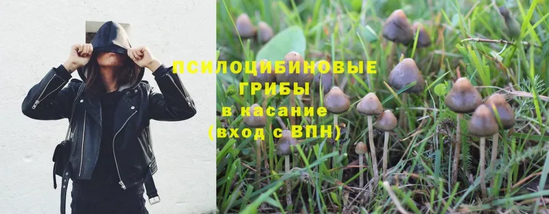 Галлюциногенные грибы Magic Shrooms  Выборг 